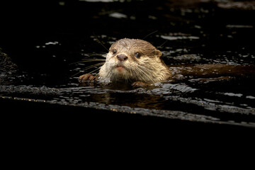Oriental small-clawed otter, Amblonyx cinereus swimm in pond
