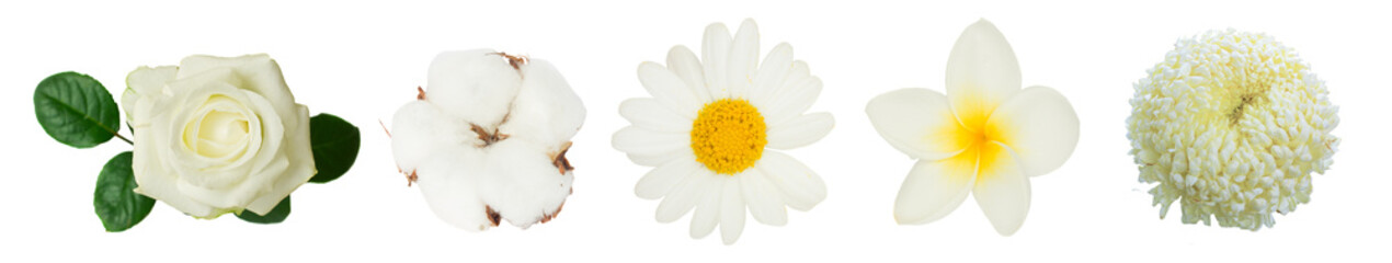 Fototapeta premium one white rose