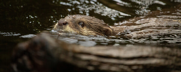 Asian small clawed otter in water