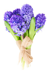 Blue  hyacinth
