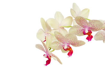 macro of white with violet orchid flowers
