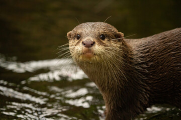 The Asian small-clawed otter, also known as the oriental small-clawed otter
