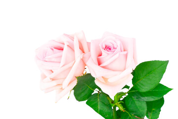 Pink rose flower on transparent background