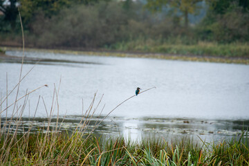 Martin p&ecirc;cheur au lac du Der