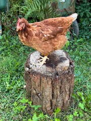  Chicken on wood