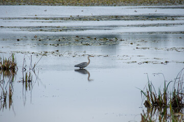 H&eacute;ron cendr&eacute; au lac du Der
