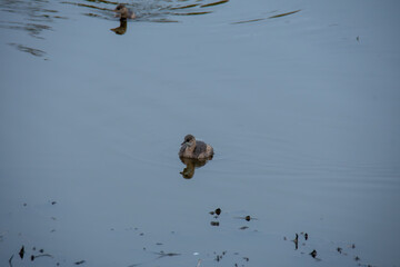 Jeune gr&egrave;be hupp&eacute; au lac du Der