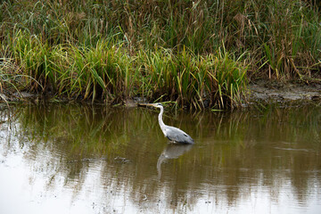 H&eacute;ron cendr&eacute; au lac du Der