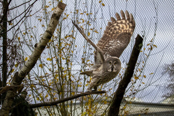 Great grey owl flying away