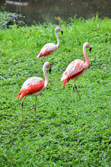 Photo of group of pink flamingos in zoo