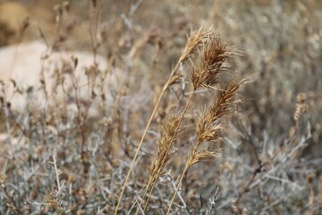 Fototapeta premium Plants in the Arizona Desert