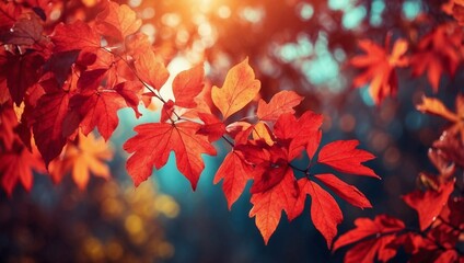 autumn leaves background