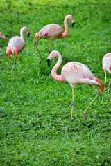 Photo of pink flamingos in zoo