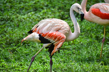 Photo of pink flamingo in zoo