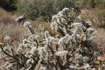 Cactus in the Arizona Deserts.