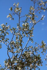 Plants in the Arizona Desert