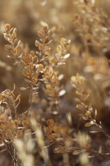 Plants in the Arizona Desert