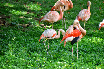 Photo of group of pink flamingos in zoo