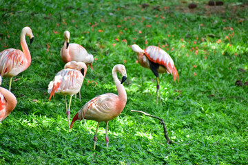 Photo of group of pink flamingos in zoo