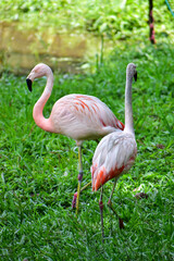 Photo of pink flamingos in zoo