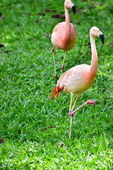 Photo of pink flamingos in zoo