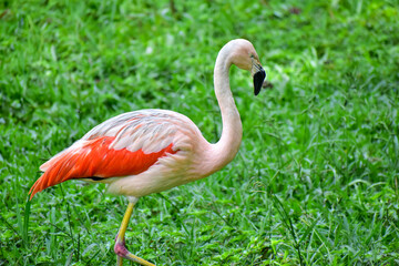 Photo of pink flamingo in zoo