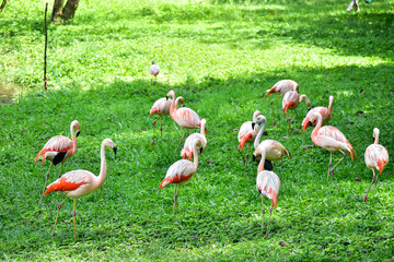Photo of group of pink flamingos in zoo