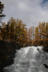 Vall&eacute;e de la Clar&eacute;e, N&eacute;vache (05)