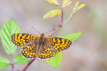 Fritilária de Glanville com o nome cientifico de (Melitaea cinxia). Borboleta amarela e castanha pousada em cima de uma folha de silva verde.