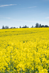 Expansive Yellow Flower Field and City Skyline

A stunning view of a yellow field of rapeseed flowers in full bloom, contrasting against the distant cityscape and industrial chimneys under a broad blu