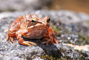  A rã-ibérica (Rana iberica) . Uma rã em cima de uma pedra.