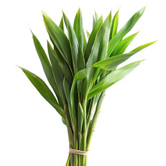 Fragrant Pandanus Palm leaves bundled together on a transparent background showcasing their vibrant green color, Pandanus Palm, Fragrant Pandan, Pandom wangi on transparent background