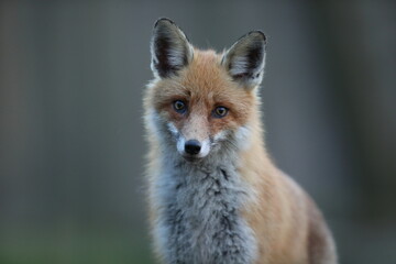 Lis rudy, fox, lis (Vulpes vulpes) © Bartosz Rakoczy