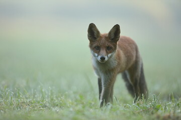 Lis rudy, fox, lis (Vulpes vulpes) © Bartosz Rakoczy