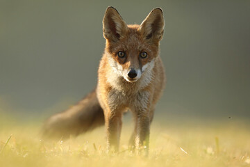 Lis rudy, fox, lis (Vulpes vulpes) © Bartosz Rakoczy
