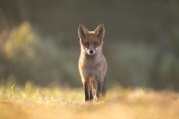 Lis rudy, fox, lis (Vulpes vulpes)