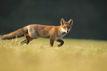 Lis rudy, fox, lis (Vulpes vulpes) © Bartosz Rakoczy
