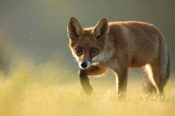 Lis rudy, fox, lis (Vulpes vulpes)