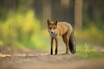 Lis rudy, fox, lis (Vulpes vulpes) © Bartosz Rakoczy