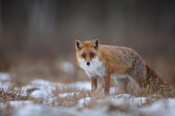 Lis rudy, fox, lis (Vulpes vulpes) © Bartosz Rakoczy