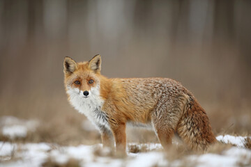 Lis rudy, fox, lis (Vulpes vulpes) © Bartosz Rakoczy