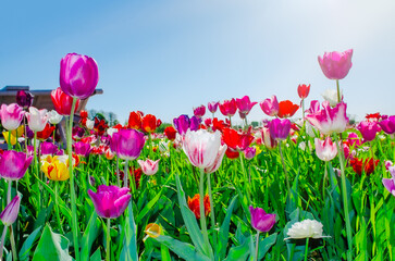 Multicolored terry tulip Sun rays Blue sky Design banner wishing card poster Mother's day women's day birthday wedding Spring flowers Gift women girls bouquet of tulips blooming Weekend mood