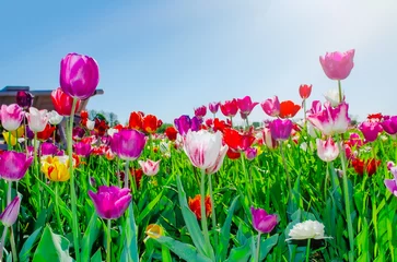 Fototapete Rund Multicolored terry tulip Sun rays Blue sky Design banner wishing card poster Mother's day women's day birthday wedding Spring flowers Gift women girls bouquet of tulips blooming Weekend mood © Іванна Поліщук