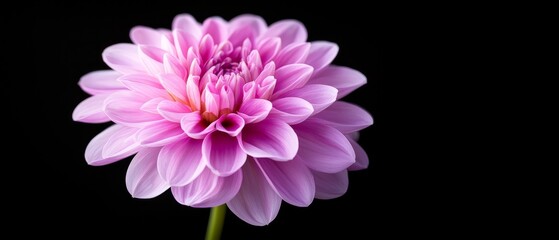 Obraz premium A single pink flower on a black background