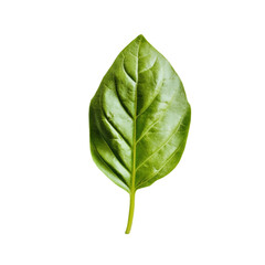 Obraz premium Fresh green basil leaf isolated on transparent background.