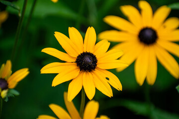 yellow flower in the garden