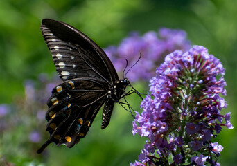 butterfly on flower