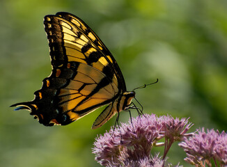 butterfly on flower