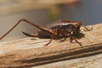 Closeup on an aged female Dark-bush cricket, Pholidoptera griseoaptera, missing a hindleg