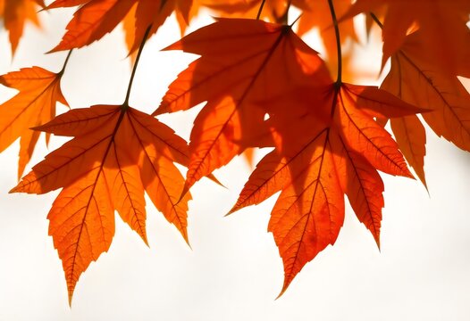 a yellow and orange leaf that is on a white surface autumn leaves.